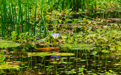 lilies in the pond