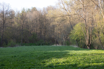 morning in the woods