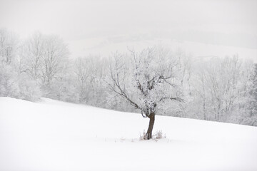 Fototapeta na wymiar Bäume mit Reif im Winter