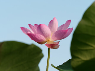 Summer flowers series, beautiful pink lotus flower in sunny day, close up image.
