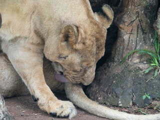 A lion laying on the land