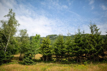 landscape with trees