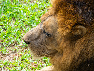 A lion laying on the land