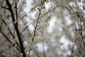 spring