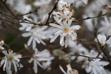 tree blossom