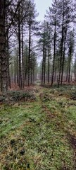 footpath in the woods