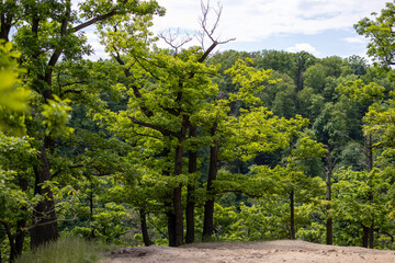 Fototapeta premium trees in the forest