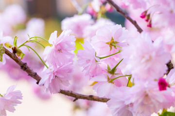 Cherry blossoms close up. Nature floral background. Pink sakura flowers in spring. Seasonal wallpaper. Cherry blossom branch on blurred background.