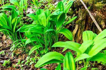 ramsons or wild garlic grows in spring in forest and is source of vitamins in early spring for animals and people