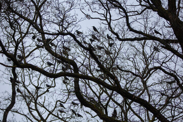tree branches against blue sky