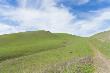 Fototapeta na wymiar Green Hill Pasture with Cloudy Blue Sky