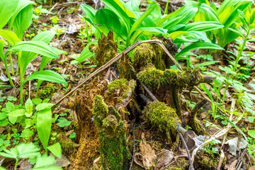 from rotted foliage, around a rotten stump covered with moss, herbs grow creating a favorable environment for organisms