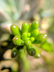 Photo of succulent with macro lens