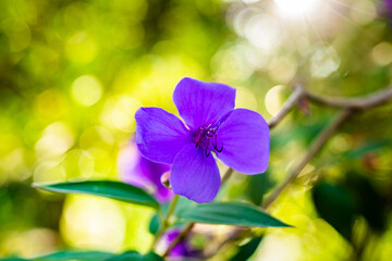 Fototapeta na wymiar Beautiful purple princess flowers close up