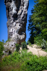 tree in the mountains