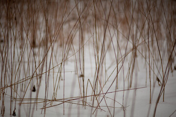 reeds in the snow