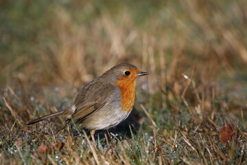 A Eurasian Robin in frosty grass.