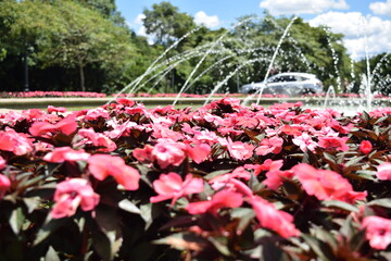 Flores Parque Tanguá