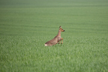 wildlife and wild animals, free living european deer or red deer in the middle of an green corn field