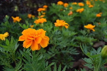 Flor Amarela - Jardim Botânico