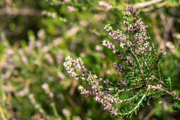 blooming heather on a blurred natural background
