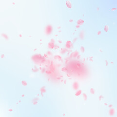 Fototapeta na wymiar Sakura petals falling down. Romantic pink flowers explosion. Flying petals on blue sky square background. Love, romance concept. Elegant wedding invitation.