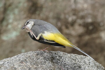 grey wagtail in the field