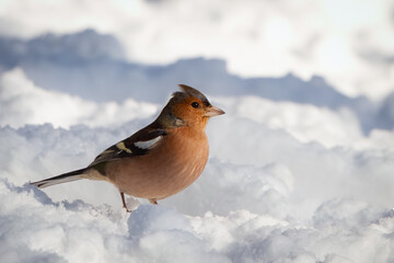
Common chaffinch, fringilla coelebs walking in the snow.
