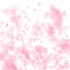 Sakura petals falling down. Romantic pink flowers gradient. Flying petals on white square background. Love, romance concept. Curious wedding invitation.