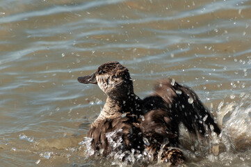 Ruddy duck (Oxyura jamaicensis) bathing along Texas coast; Mustang Island;  near Port Angeles,...