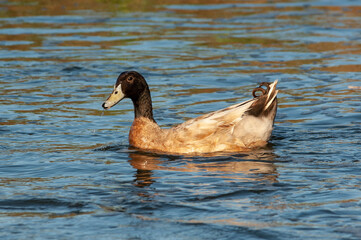Duck swimming along Texas coast; Mustang Island;  Port Aransas, Texas