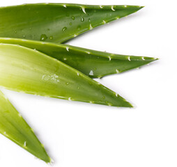 Aloevera on the table