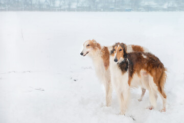 Fototapeta na wymiar Two dogs of the Russian greyhound breed are standing in a snowy field. Winter leisure, hunting.