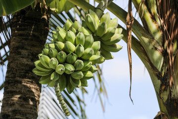 A bunch of fresh bananas on the tree
