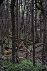 Natural forest in Patagonia, Chile. Silence in the bast land of trees.