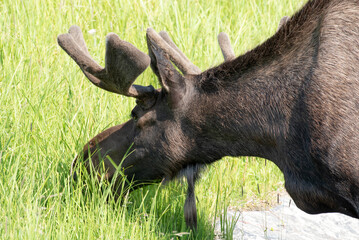 Young Bull Moose in Kenai, Alaska