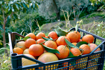 Ripe natural organic citrus fruit or mandarins in the crate in the garden. Concept of harvest, country village agriculture. Healthy organic food, vegetables, Vitamin.
