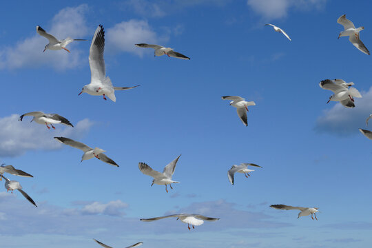 Volo di gabbiani in cielo. Bari, Sud Europa