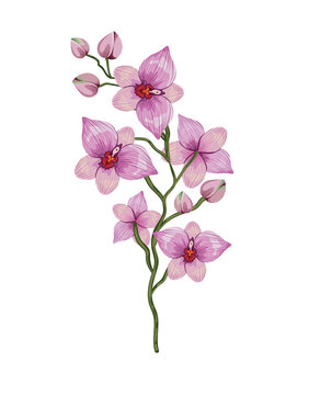 cattleya branch design