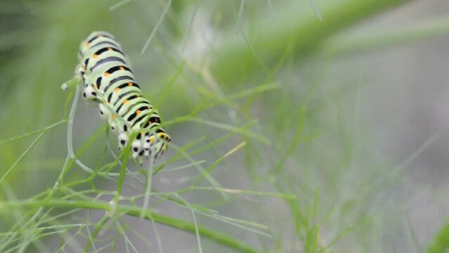 Raupe Schwalbenschwanz (Papilio machaon) frisst Fenchel