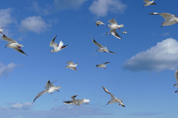 Volo di gabbiani in cielo. Bari, Sud Europa