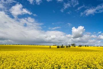 voyage en allemagne et en bavière, journée ensoleillée et quelques nuages blancs dans le ciel bleu, champ de colza jaune dans un paysage printanier