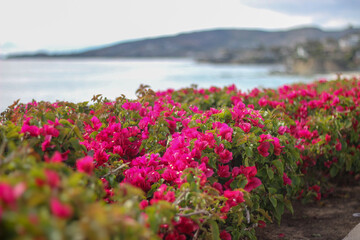 Group of pink flowers by the ocean