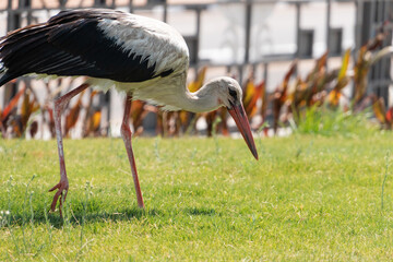 Stork walking in the park. Sharm el sheikh, Egypt