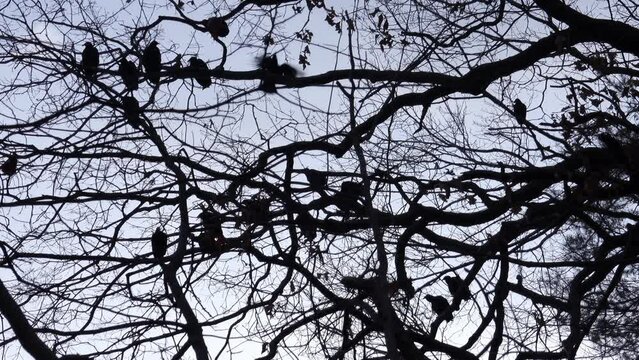 Black vulture flock in barren tree branches silhouettes