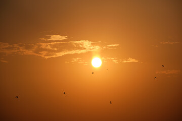 Bright colorful sunset sky with rays of sunlight and flock of birds flying against setting sun