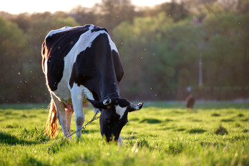 Milk cow grazing on green farm pasture on summer day. Feeding of cattle on farmland grassland - obrazy, fototapety, plakaty