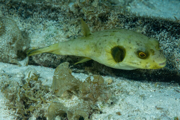 Pesce palla verde  con sabbia e alghe