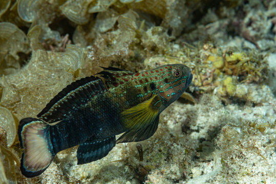 ghiozzo fasciato dormiente, Amblygobius phalaena, nascosto tra la barriera corallina