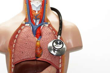 A closeup shot of details on a realistic human anatomy model